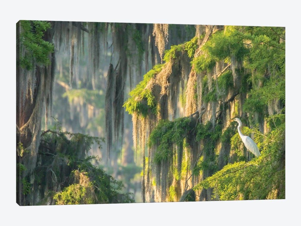 USA, Louisiana, Lake Martin. Foggy swamp sunrise with great egret in tree.  by Jaynes Gallery 1-piece Canvas Print