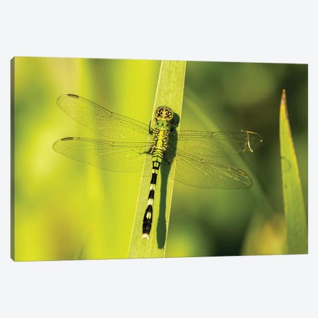 USA, Louisiana, Lake Martin. Green clearwing dragonfly on leaf.  Canvas Print #JYG701} by Jaynes Gallery Canvas Wall Art