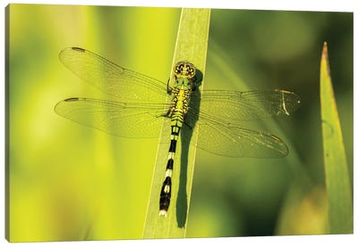 USA, Louisiana, Lake Martin. Green clearwing dragonfly on leaf.  Canvas Art Print - Dragonfly Art