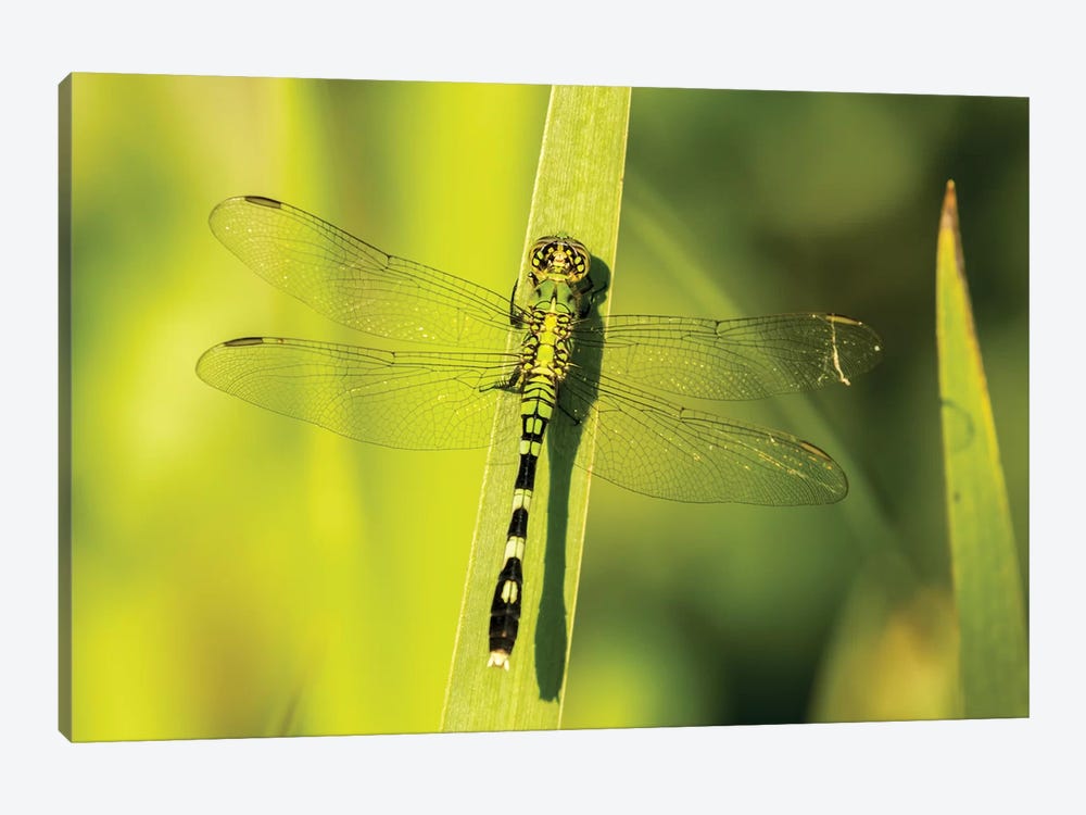 USA, Louisiana, Lake Martin. Green clearwing dragonfly on leaf.  by Jaynes Gallery 1-piece Canvas Art