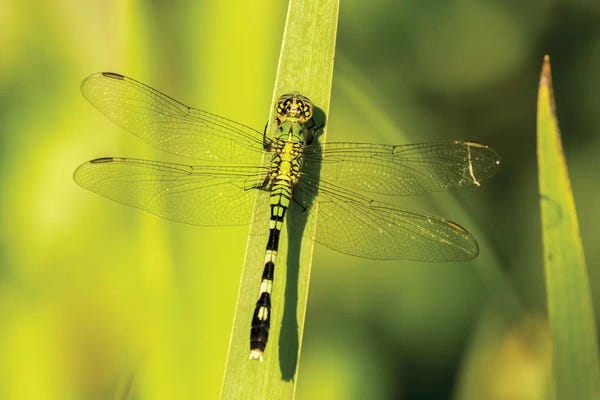 Jaynes Gallery: USA, Louisiana, Lake Martin. Green clearwing dragonfly on leaf. by Jaynes Gallery
