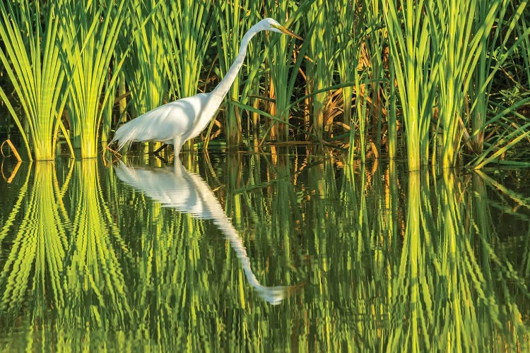 USA, Louisiana, Lake Martin. Sunrise great egret hunting in reeds. 