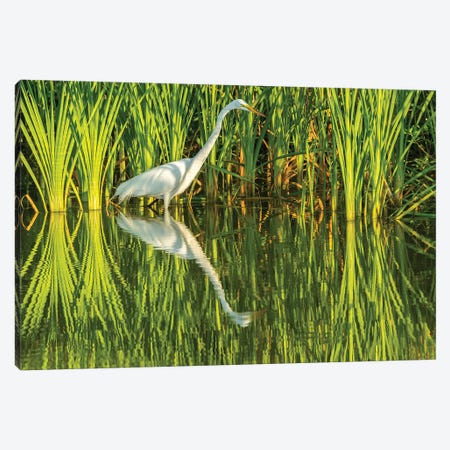 USA, Louisiana, Lake Martin. Sunrise great egret hunting in reeds.  Canvas Print #JYG702} by Jaynes Gallery Canvas Artwork