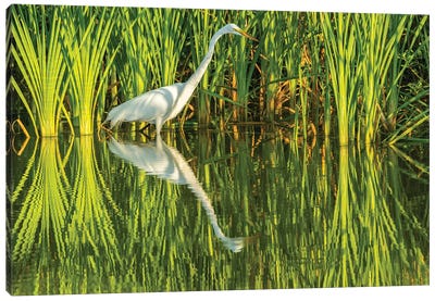 USA, Louisiana, Lake Martin. Sunrise great egret hunting in reeds.  Canvas Art Print - Marsh & Swamp Art