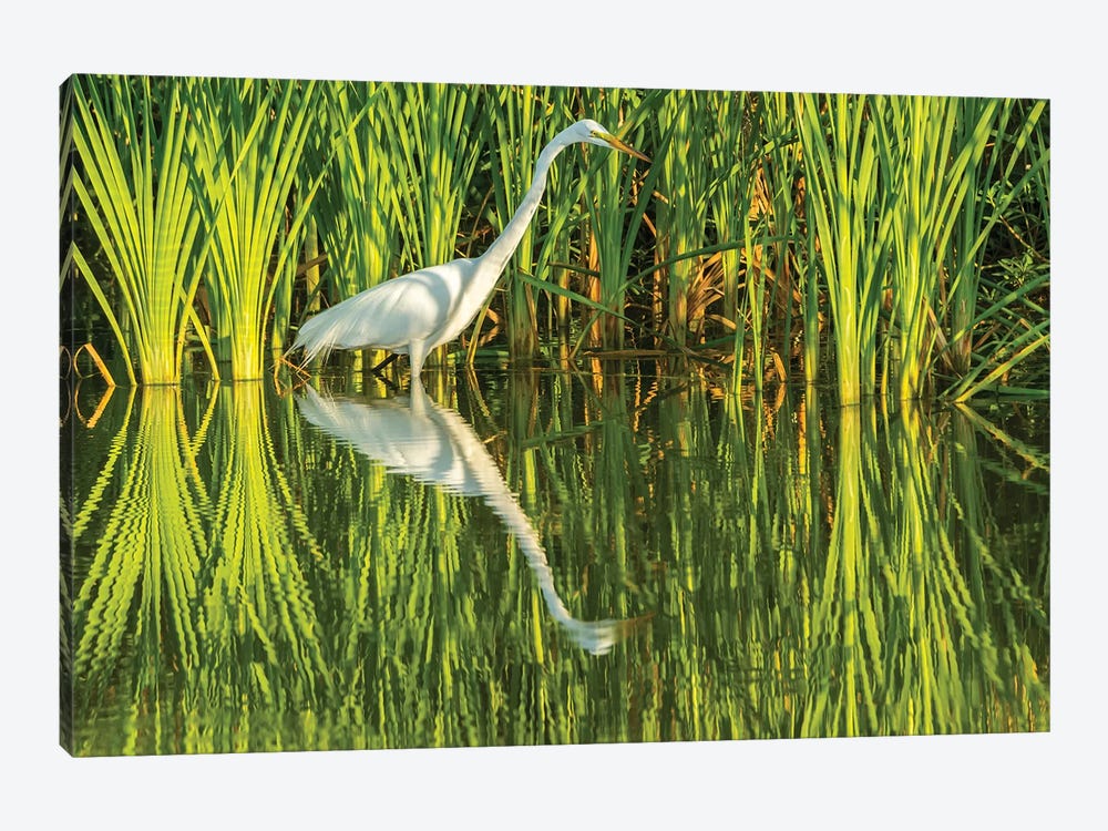 USA, Louisiana, Lake Martin. Sunrise great egret hunting in reeds.  by Jaynes Gallery 1-piece Canvas Print