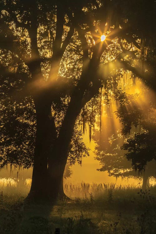 USA, Louisiana, Lake Martin. Tree silhouette in foggy sunrise. 