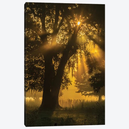 USA, Louisiana, Lake Martin. Tree silhouette in foggy sunrise.  Canvas Print #JYG703} by Jaynes Gallery Canvas Wall Art