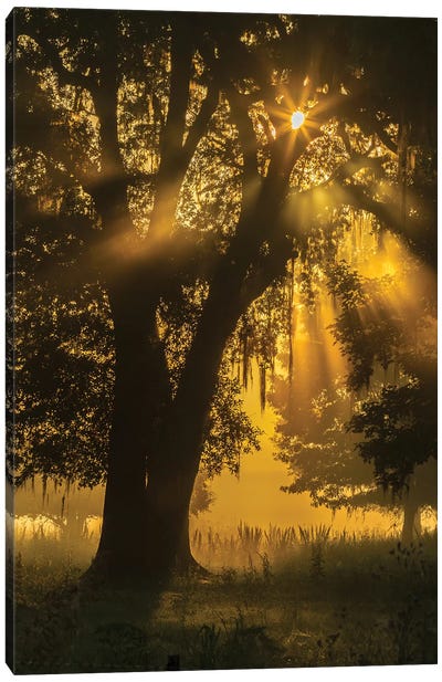 USA, Louisiana, Lake Martin. Tree silhouette in foggy sunrise.  Canvas Art Print - Moss Art