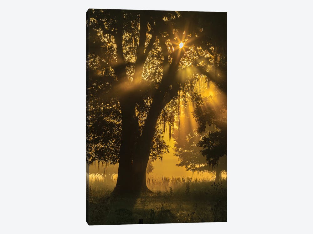 USA, Louisiana, Lake Martin. Tree silhouette in foggy sunrise.  by Jaynes Gallery 1-piece Canvas Artwork