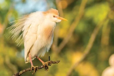 USA, Louisiana, Vermilion Parish. Cattle egret pair in breeding plumage.  by Jaynes Gallery art print