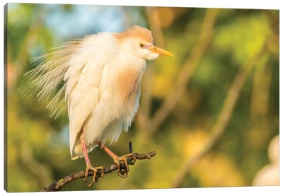 USA, Louisiana, Vermilion Parish. Cattle egret pair in breeding plumage.  Canvas Art Print - Egret Art