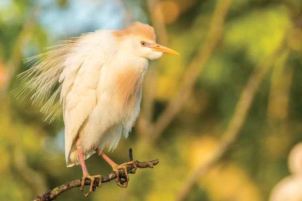 Egrets: USA, Louisiana, Vermilion Parish. Cattle egret pair in breeding plumage.  by Jaynes Gallery