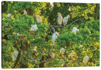 USA, Louisiana, Vermilion Parish. Cattle egret rookery.  Canvas Art Print - Egret Art
