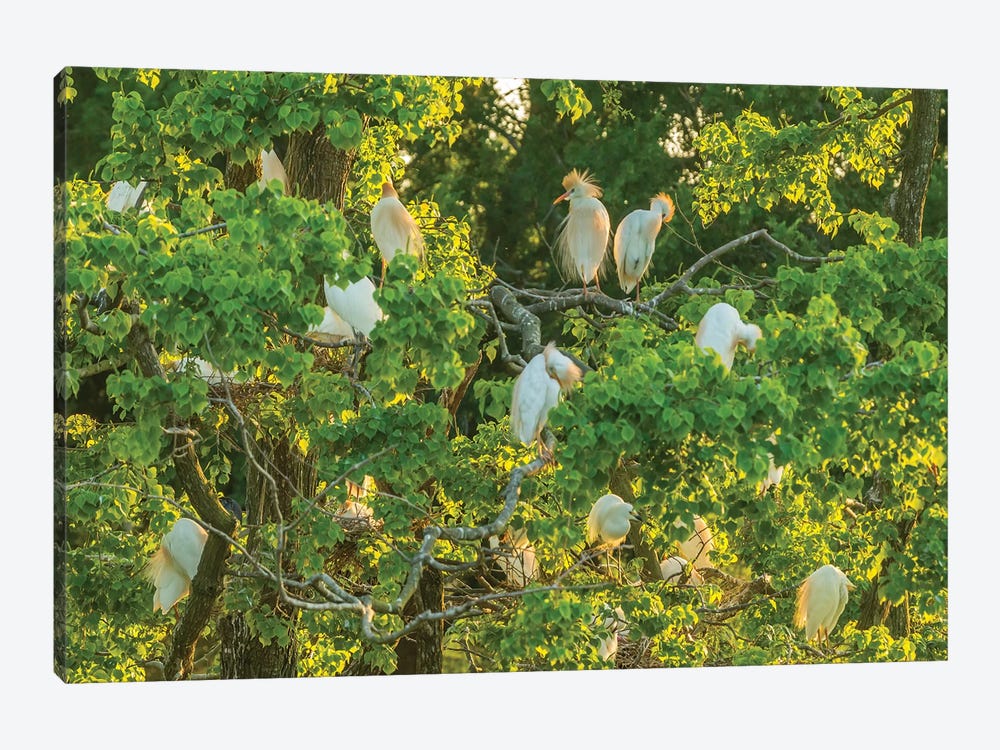 USA, Louisiana, Vermilion Parish. Cattle egret rookery.  by Jaynes Gallery 1-piece Canvas Art