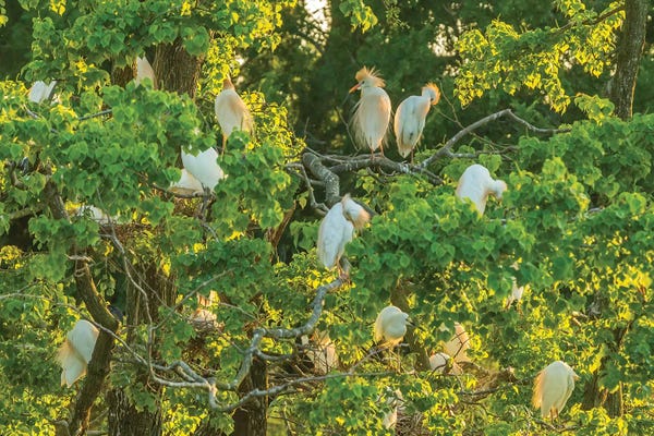 Dingley Green: USA, Louisiana, Vermilion Parish. Cattle egret rookery.  by Jaynes Gallery