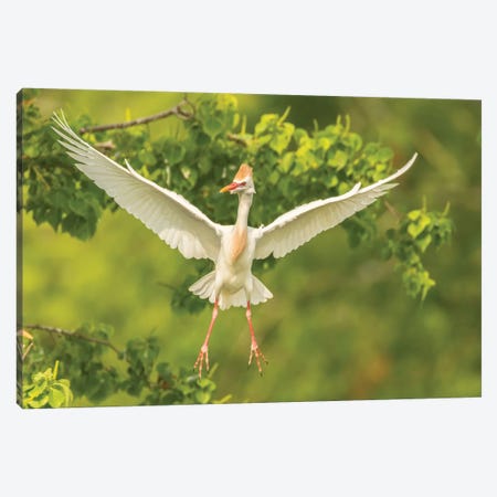 USA, Louisiana, Vermilion Parish. Cattle egret taking flight.  Canvas Print #JYG706} by Jaynes Gallery Art Print
