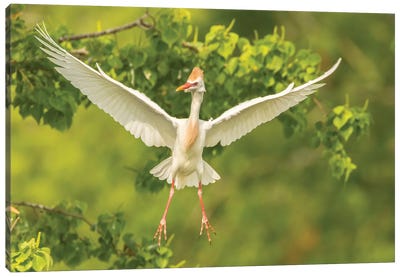 USA, Louisiana, Vermilion Parish. Cattle egret taking flight.  Canvas Art Print - Egret Art
