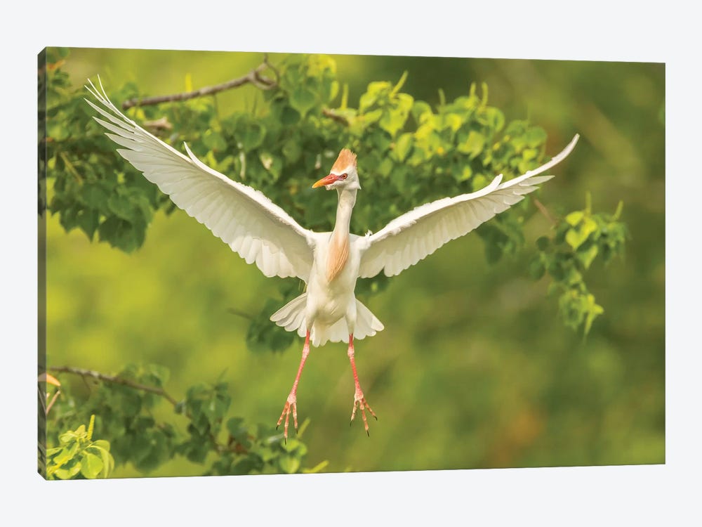 USA, Louisiana, Vermilion Parish. Cattle egret taking flight.  by Jaynes Gallery 1-piece Canvas Art Print