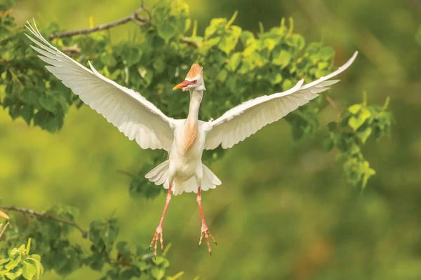 Louisiana: USA, Louisiana, Vermilion Parish. Cattle egret taking flight. by Jaynes Gallery