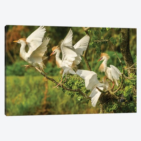 USA, Louisiana, Vermilion Parish. Cattle egrets fighting.  Canvas Print #JYG707} by Jaynes Gallery Canvas Art Print