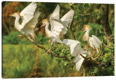 USA, Louisiana, Vermilion Parish. Cattle egrets fighting.  Canvas Art Print - Egret Art