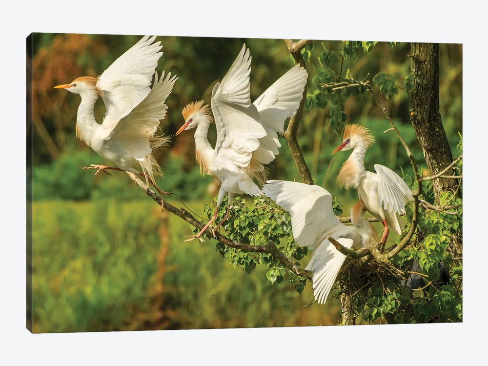 USA, Louisiana, Vermilion Parish. Cattle egrets fighting.  by Jaynes Gallery 1-piece Canvas Wall Art