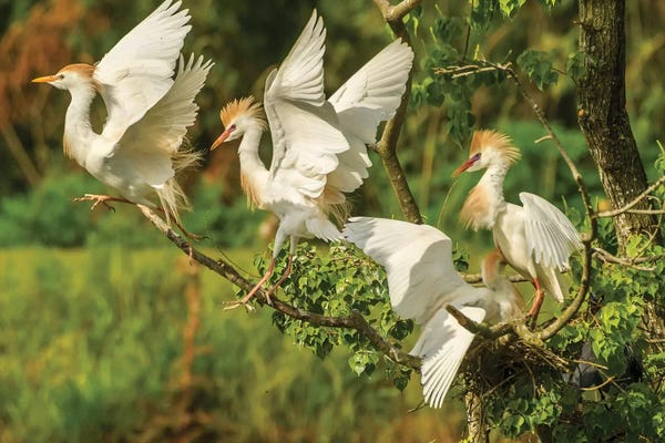 Louisiana: USA, Louisiana, Vermilion Parish. Cattle egrets fighting.  by Jaynes Gallery