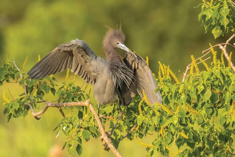 USA, Louisiana, Vermilion Parish. Little blue heron close-up. 