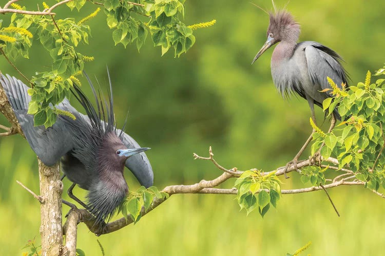 USA, Louisiana, Vermilion Parish. Little blue heron courtship display. 