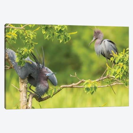 USA, Louisiana, Vermilion Parish. Little blue heron courtship display.  Canvas Print #JYG709} by Jaynes Gallery Canvas Artwork