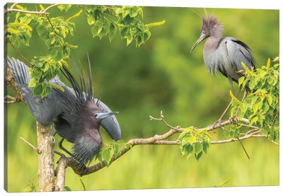 USA, Louisiana, Vermilion Parish. Little blue heron courtship display.  Canvas Art Print - Heron Art