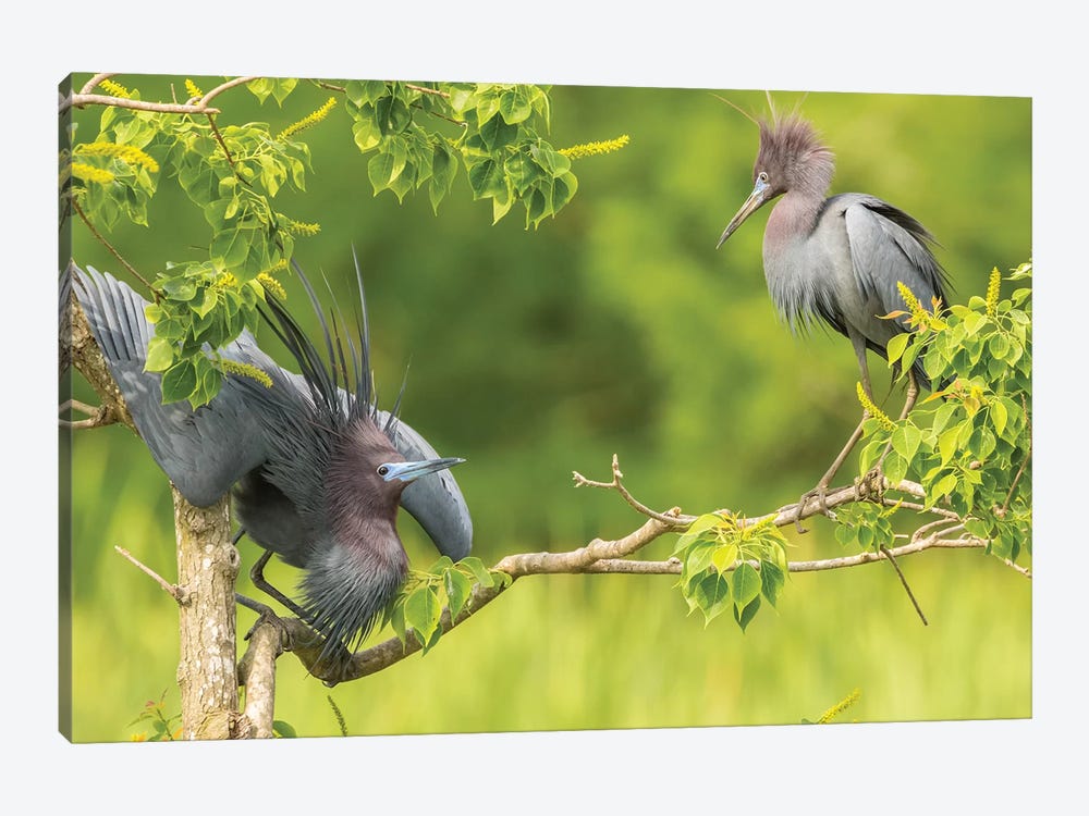 USA, Louisiana, Vermilion Parish. Little blue heron courtship display.  by Jaynes Gallery 1-piece Canvas Art