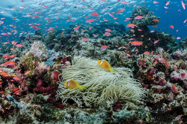 South Pacific, Solomon Islands. Reef of fish and corals.