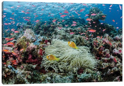 South Pacific, Solomon Islands. Reef of fish and corals. Canvas Art Print - Coral Art