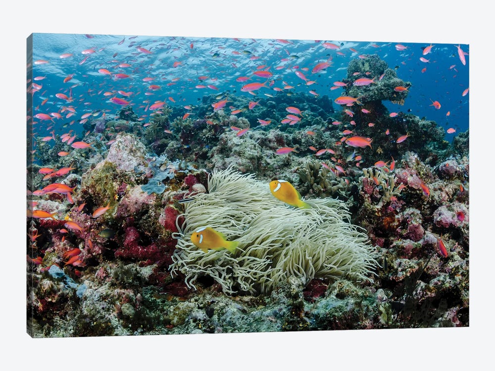 South Pacific, Solomon Islands. Reef of fish and corals. by Jaynes Gallery 1-piece Canvas Wall Art