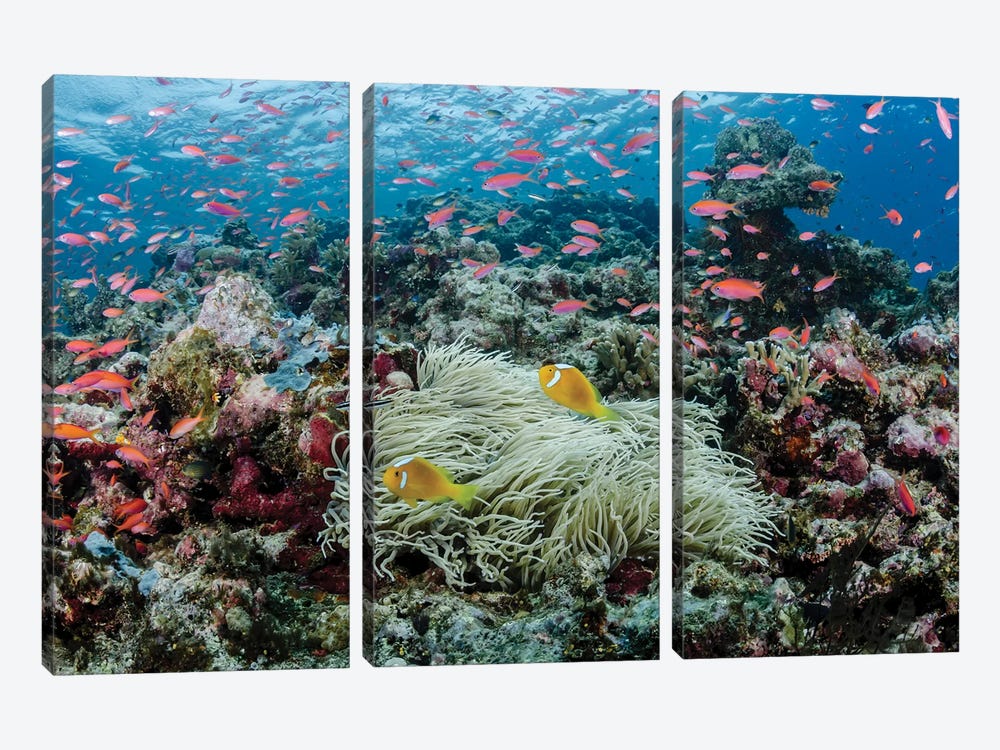 South Pacific, Solomon Islands. Reef of fish and corals. by Jaynes Gallery 3-piece Canvas Wall Art