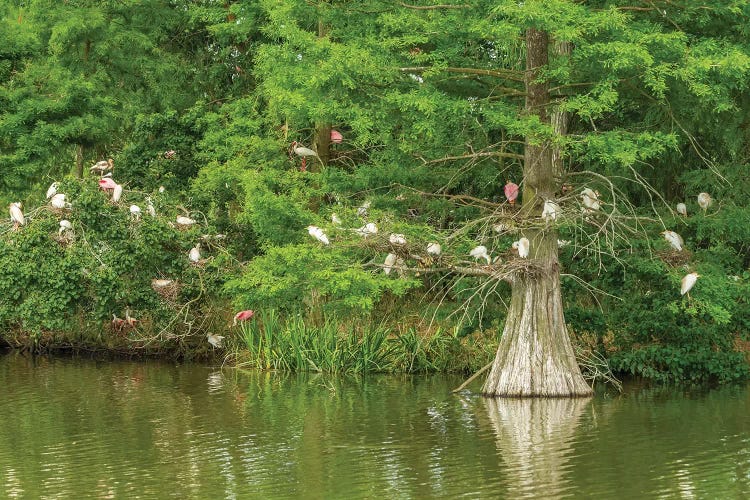 USA, Louisiana, Vermilion Parish. Rookery in cypress tree. 