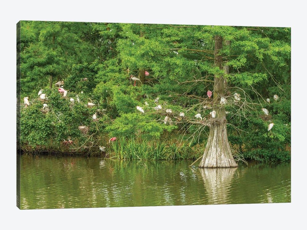 USA, Louisiana, Vermilion Parish. Rookery in cypress tree.  by Jaynes Gallery 1-piece Canvas Art