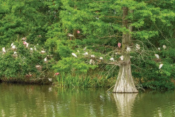 Jaynes Gallery: USA, Louisiana, Vermilion Parish. Rookery in cypress tree. by Jaynes Gallery