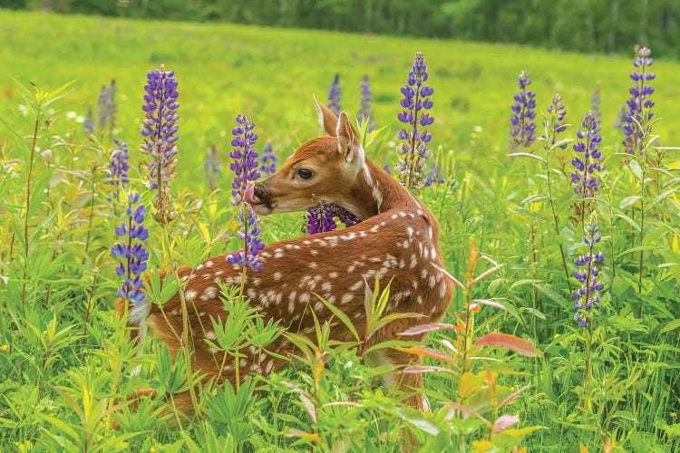 USA, Minnesota, Pine County. Captive fawn. 