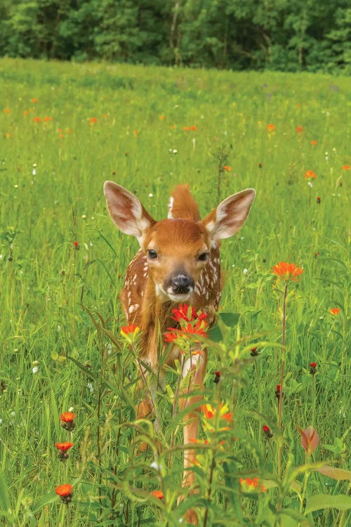 USA, Minnesota, Pine County. Captive fawn. 