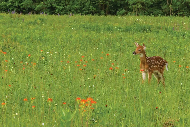 USA, Minnesota, Pine County. Captive fawn. 