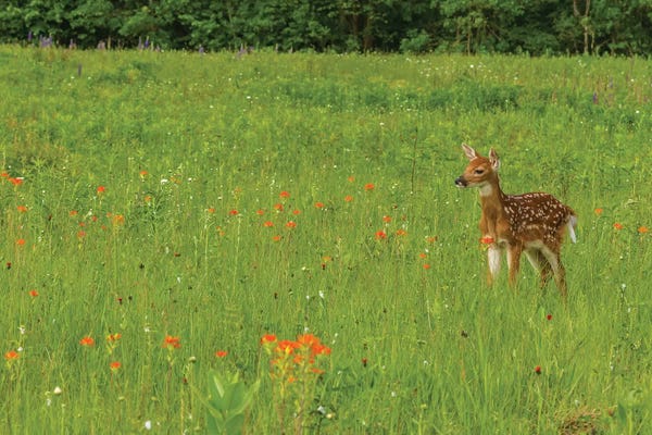 USA, Minnesota, Pine County. Captive fawn.