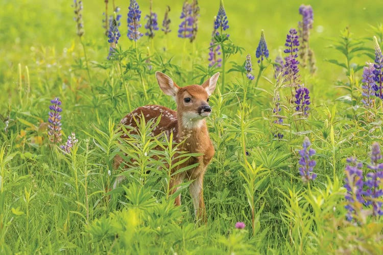 USA, Minnesota, Pine County. Captive fawn. 