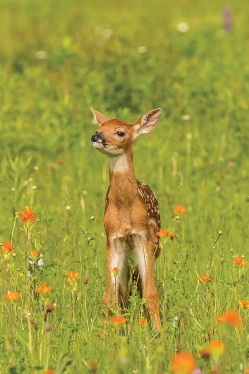 USA, Minnesota, Pine County. Captive fawn. 