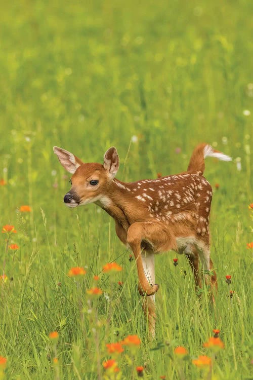 USA, Minnesota, Pine County. Captive fawn. 