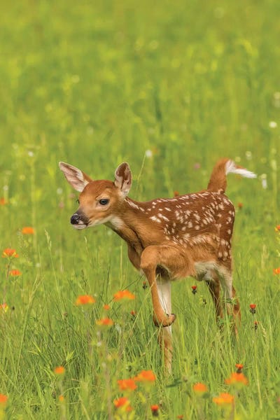 USA, Minnesota, Pine County. Captive fawn. 