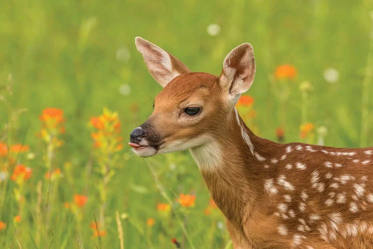 USA, Minnesota, Pine County. Captive fawn. 