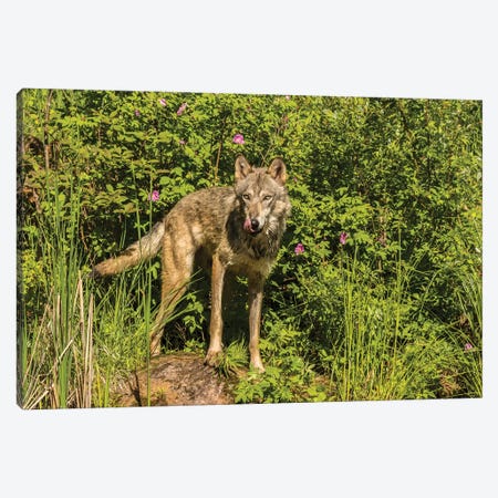 USA, Minnesota, Pine County. Captive gray wolf adult.  Canvas Print #JYG718} by Jaynes Gallery Canvas Art Print