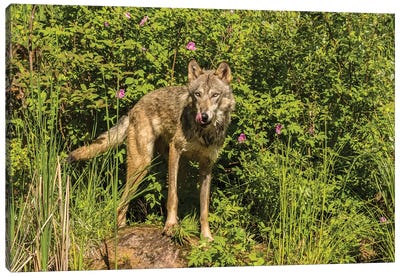 USA, Minnesota, Pine County. Captive gray wolf adult.  Canvas Art Print - Minnesota Art
